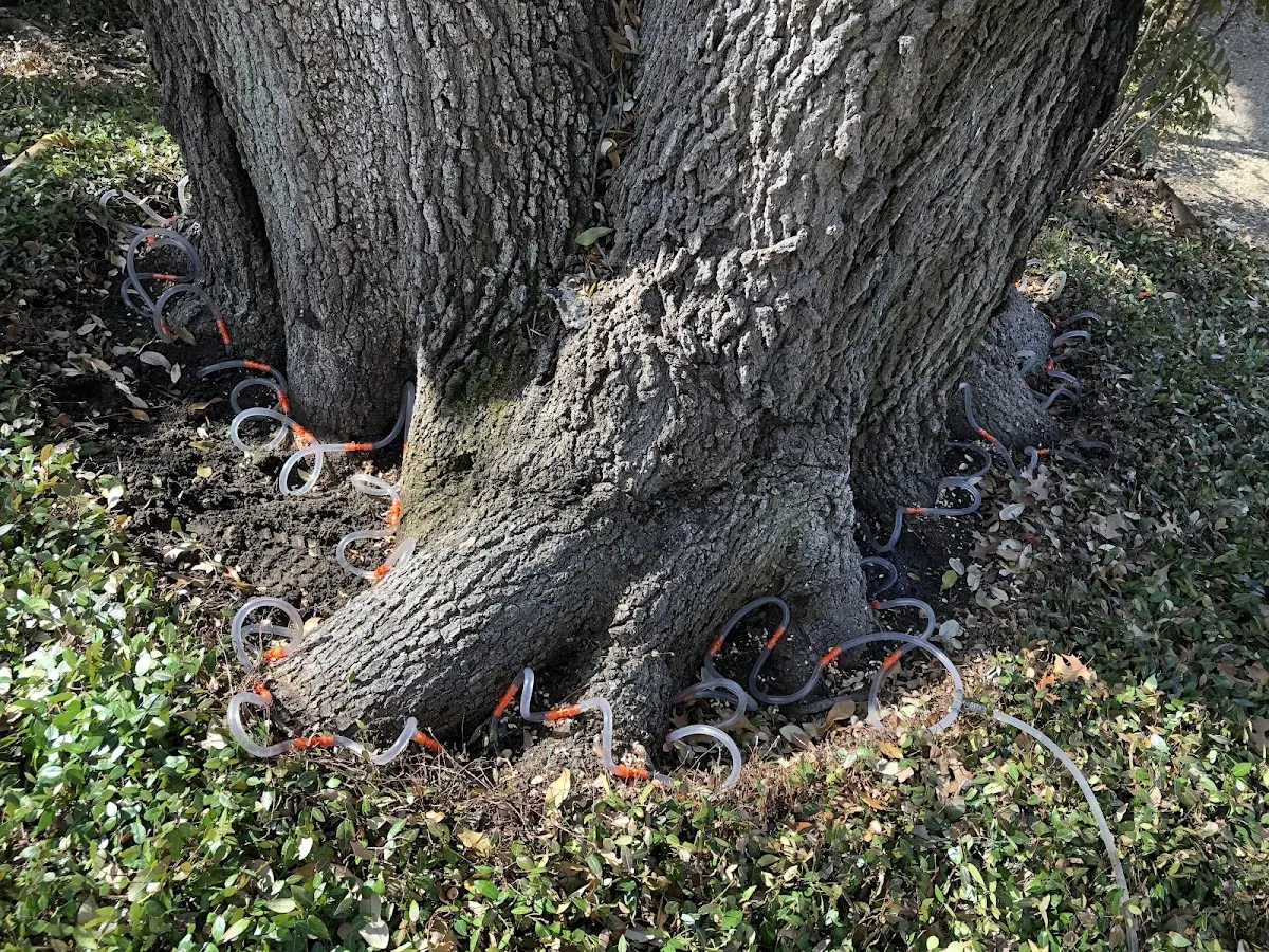Detailed Tree Cabling and Bracing job site in New Creek