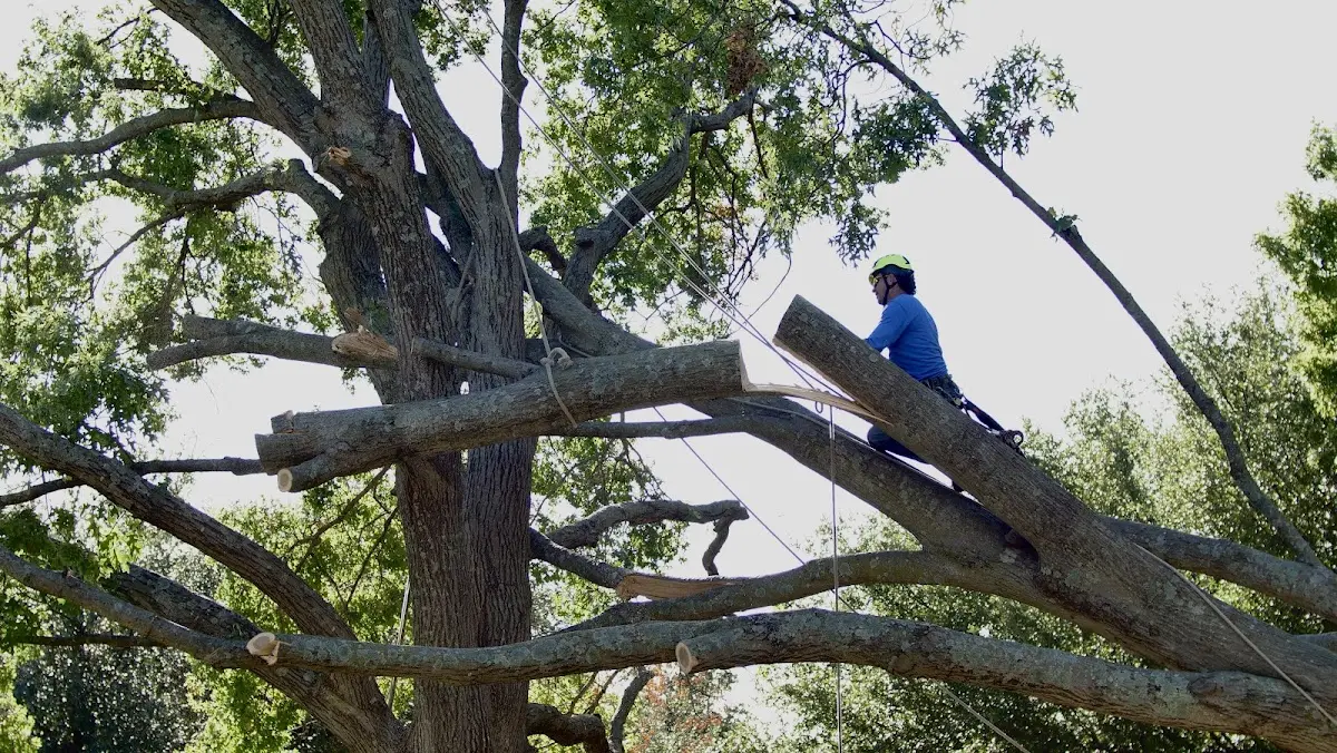 Professional Crown Thinning performed by certified arborists in New Creek