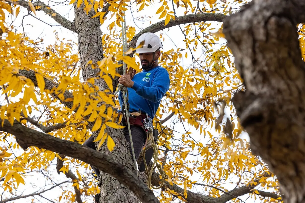 Skilled Storm Damage Cleanup crew working in New Creek